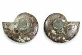 Cut & Polished Ammonite Fossil - Madagascar #377573-1